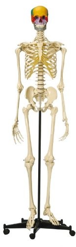 Squelette humain avec crâne articulé didactique en couleurs - A200.5