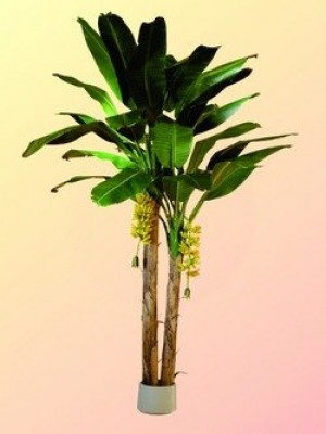 Bananenbaum, 440cm